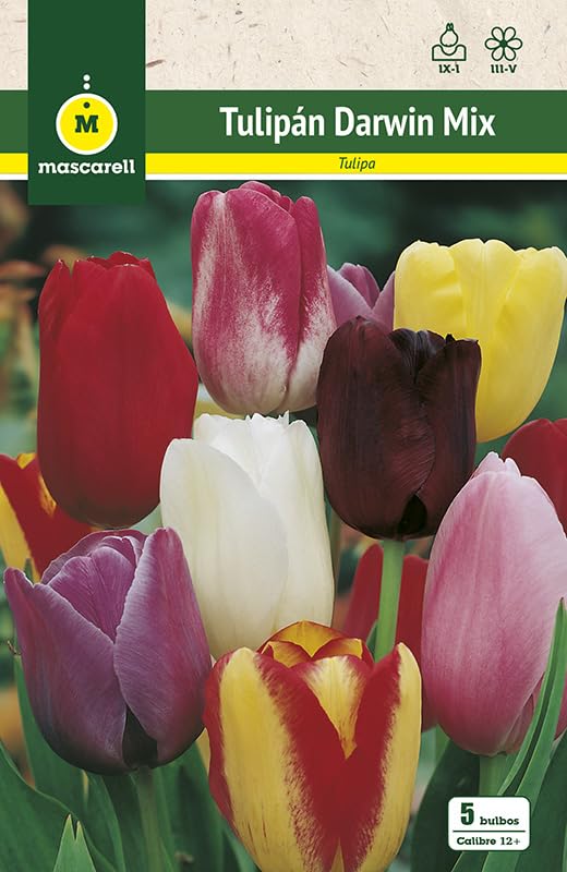 Mascarell Semillas, TULIPAN MEZCLA DE COLORES, Semillas Bulbosas, Bulbos de Flores Otoño Fácil de Cultivar, Bolsa 5 Bulbos