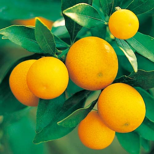 寧波金柑(ニンポウキンカン)　【たまたま金柑】苗木 20241227095014_1.jpg