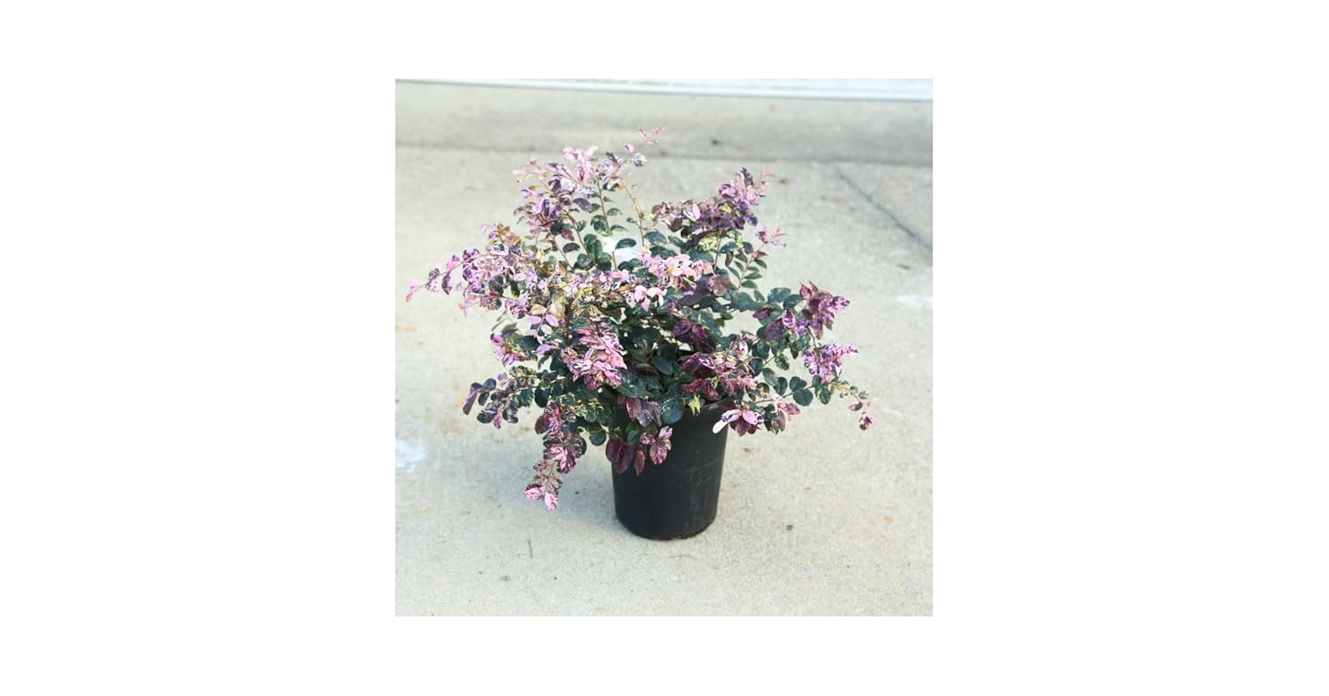 Amazon.co.jp: 庭木・植木・シンボルツリー：トキワマンサク