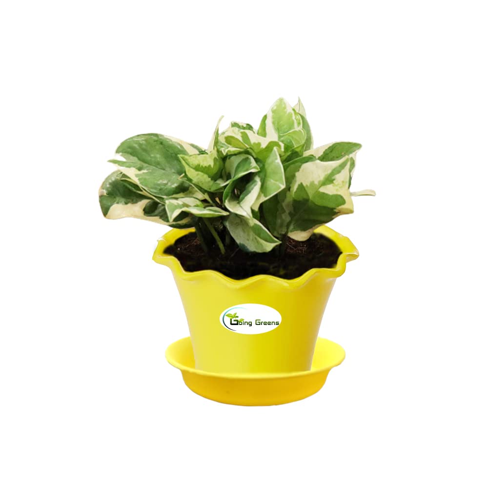 Going Greens Air Purifying Good Luck White Money Plant with Yellow Small Fiber pot. (B09Y6135NK) Amazon Price History, Amazon Price Tracker