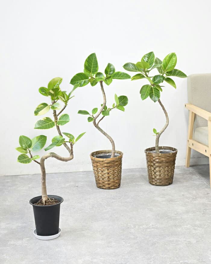 曲がりフィカス 　フィカスアルテシマ　 イエロージャム　6号鉢メルカリ便 曲がりフィカス フィカスアルテシマ イエロージャム 6号鉢