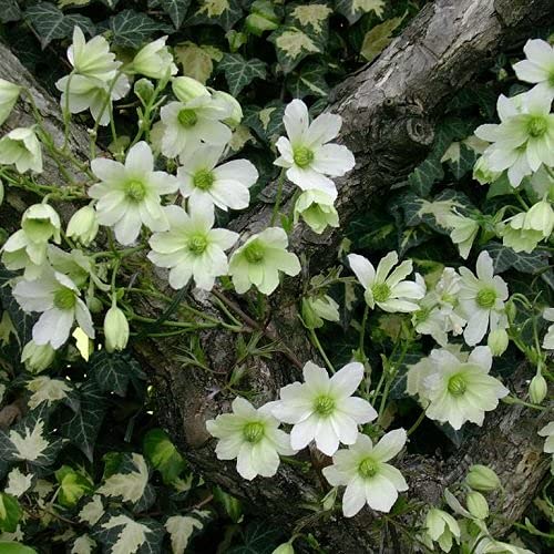 3 x Clematis Early Sensation - Weiß, Immergrün & Winterhart | Mehrjährig, Immergrün und Winterhart - Kletterpflanze | 3 Kaufen / 2 Zahlen | 3 x 1,5 Liter Topf