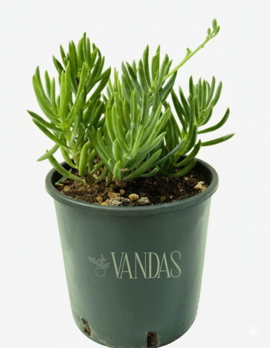 Vandas Senecio Mandraliscae – Pianta Succulenta Ornamentale a Cascata | Vaso Diametro 23 cm | Altezza 48 cm | Facile da Curare | Made in Italy