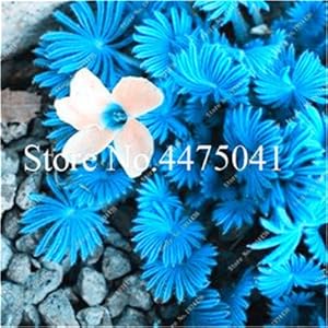 150 pcs exotic rainbow bonsai oxalis versicolor Fiore, bonsai TRIFOGLIO plants, Four Leaf Clover Bonsai Oxalis Cornymbosa Sementes D 1: Only Seeds Not A Live Plants