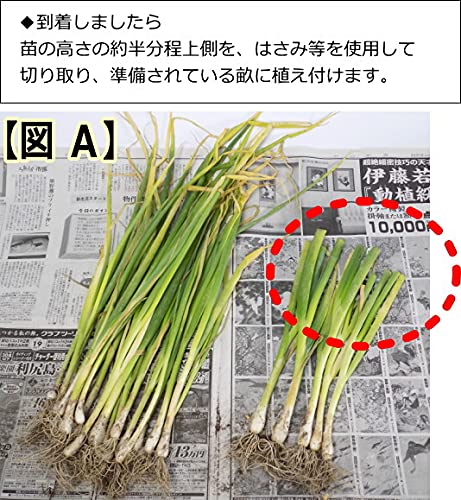 Amazon.co.jp: ねぎ ホワイトスター 抜き 大苗（40cm前後にカット） 50
