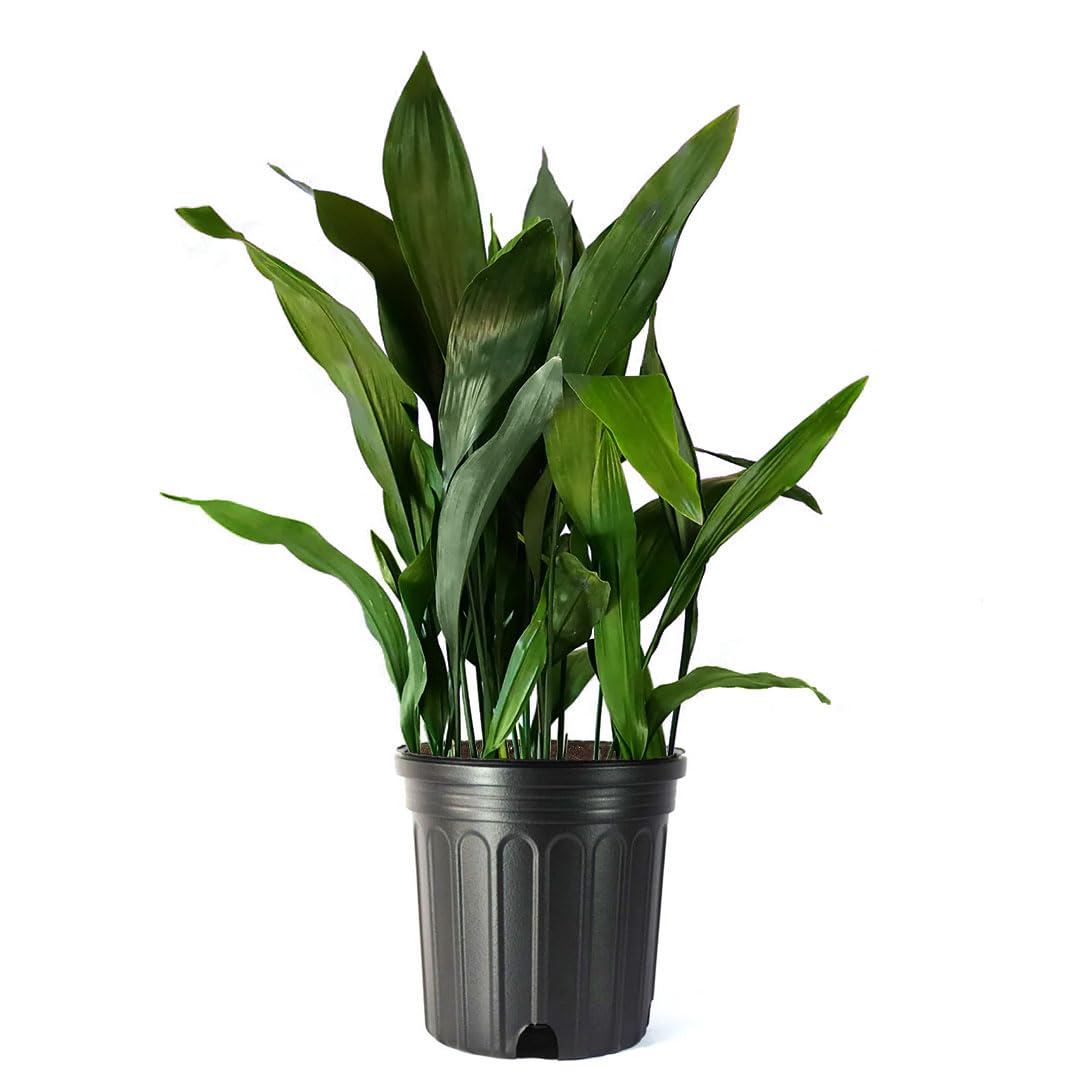 American Plant Exchange Cast Iron Plant
