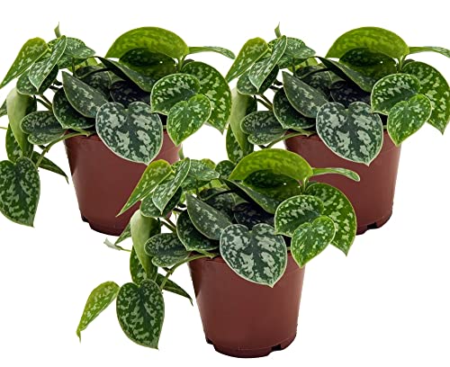 Efeutute, Scindapsus, (Epipremnum aureum) Sorte: Pictus, gepunktetes weiss-buntes Blattwerk, rankend, Ampelpflanze, luftreinigend (3er Set je im 12cm Topf)