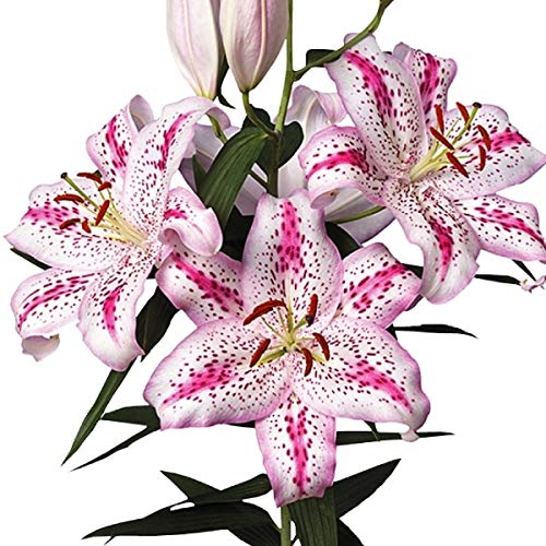 球根 ユリ 球根の人気商品 通販 価格比較 価格 Com