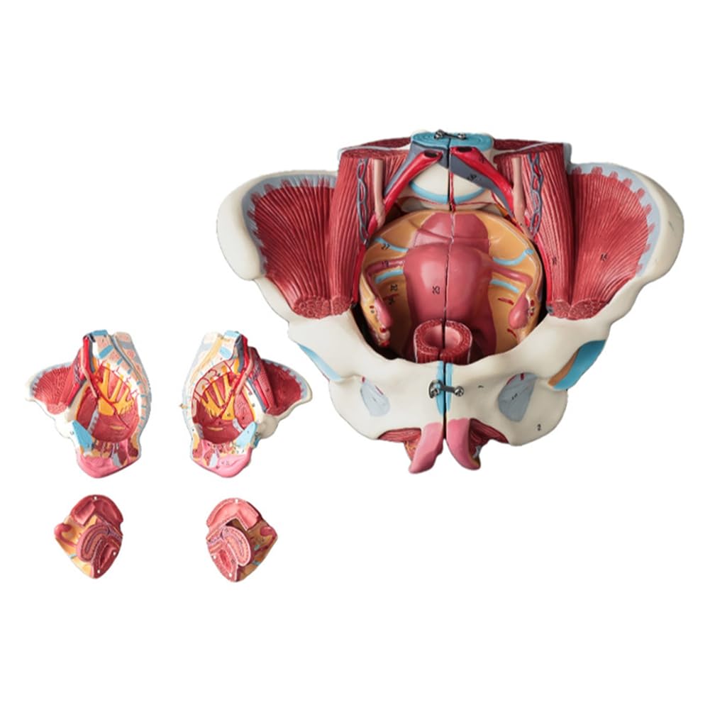 Kobiecy Model Anatomii Miednicy, Żeńskie Dno PVC Miednicy, Model Neuronowy, Materiały Laboratoryjne, Miednica Macicy