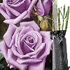 Hybrid Tea Rose Waltz Time Purple