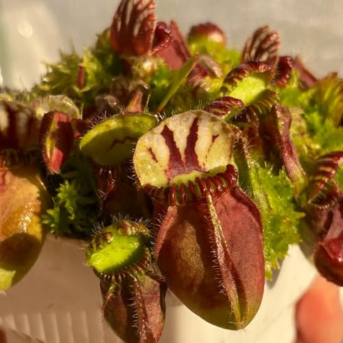 semillas de Cephalotus follicularis - de interior Carnívoro interior fáciles cuidar en oficina verdes decoración sala estar balcón en 80pcs