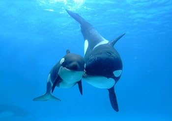 アートポスター：９６六方石のオブジェと青いタチアオイ アートポスター：96六方石のオブジェと青いタチアオイ アート