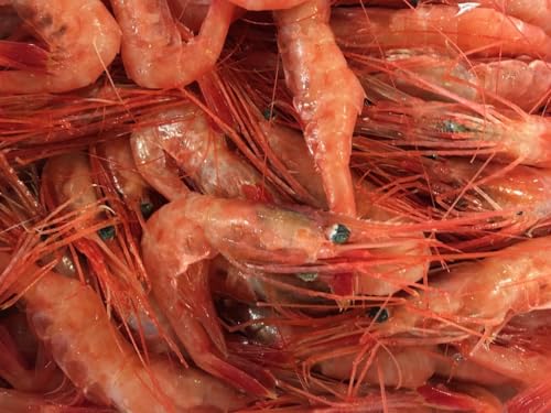 甘えび (大2Lサイズ) 有頭 刺身用 1kg (約50〜60尾)業務用 甘くてプリプリ食感 【冷凍便】