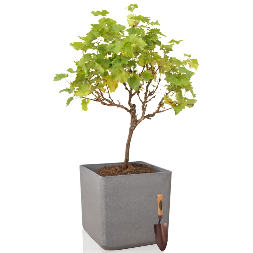 Primrose Volcanic Grey Square Outdoor Modern Stone and Resin Composite Planter 48cm (18.9in)