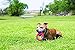 Chuckit! UltraRing Fetch and Chase Outdoor Dog Toy All Breeds