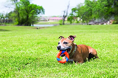 Schmeiß es! Ultraring Hundespielzeug aus Gummi, gut sichtbar, Jagd- und Apportierspielzeug für Hunde