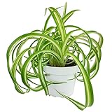 Curly Spider Plant 'Bonnie' (4'' + Plastic Pot) - Healthy Houseplant - Easy Care Indoor Houseplant, Fully Rooted in 2/4/4.5/5/6 inch Sizes