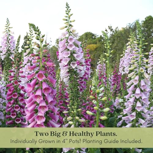Clovers Garden Foxglove Dalmatian Mix Plants– Two (2) Live Plants – Non-GMO - Not Seeds - Each 4" to 8" Tall – in 4" Inch Pots – Heirloom Perennial, Pollinator Friendly