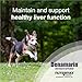 Nutramax Laboratories Denamarin Liver Health Supplement for Medium Dogs - With S-Adenosylmethionine (SAMe) and Silybin, 30 Tablets