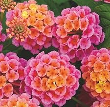 Lantana Rose 3 Plug Plants Perennial