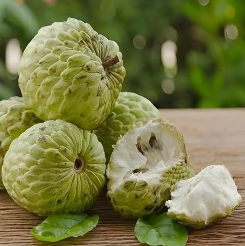 Generic Super Red Ganesh Hybrid Custard Apple Live Plant (Pack of 2) - Image 4