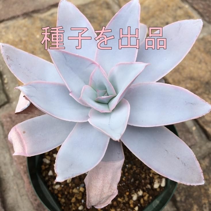 エケベリア カンテ 種子20粒 タネ 多肉植物 種 【公式通販】