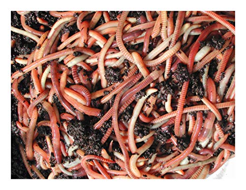 Wormcity Composting Worms, 50g