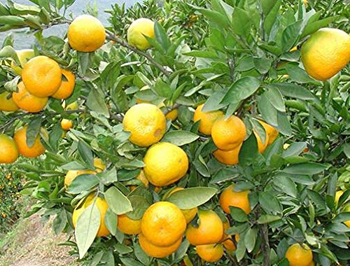 bonsai wholesale Clearance Bulk 12 Styles 9 inch Artificial Bonsai Greeting Pine Potted  Plants Tree Look Flower Ornament Wholesale main image 1