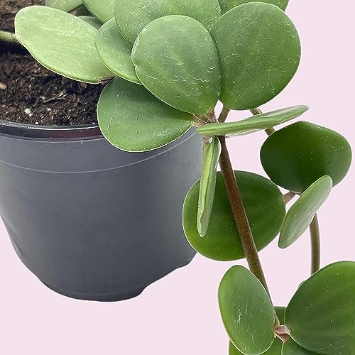 BubbleBlooms Peperomia Hope in a 4 inch Pot rotundifolia