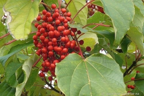 Fresh 100pcs Red Idesia polycarpa Tree Seeds Generic