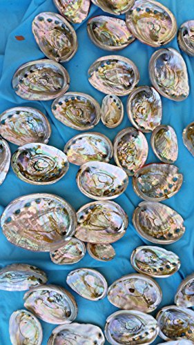 25 Pcs Assort Polished Natural Red Abalone Sea Shell Beach Decor 2