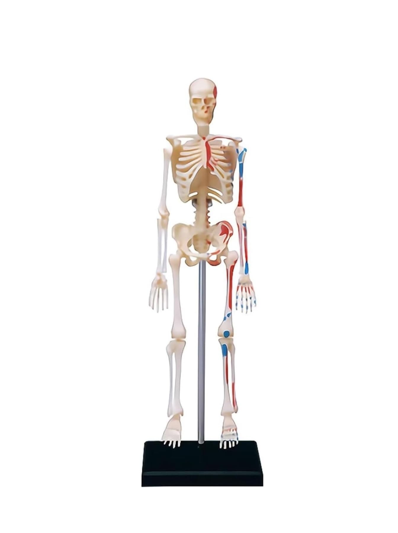 Model ludzkiego szkieletu z nerwami, żyłami i tętnicami – 46-elementowy model anatomiczny ze stojakiem