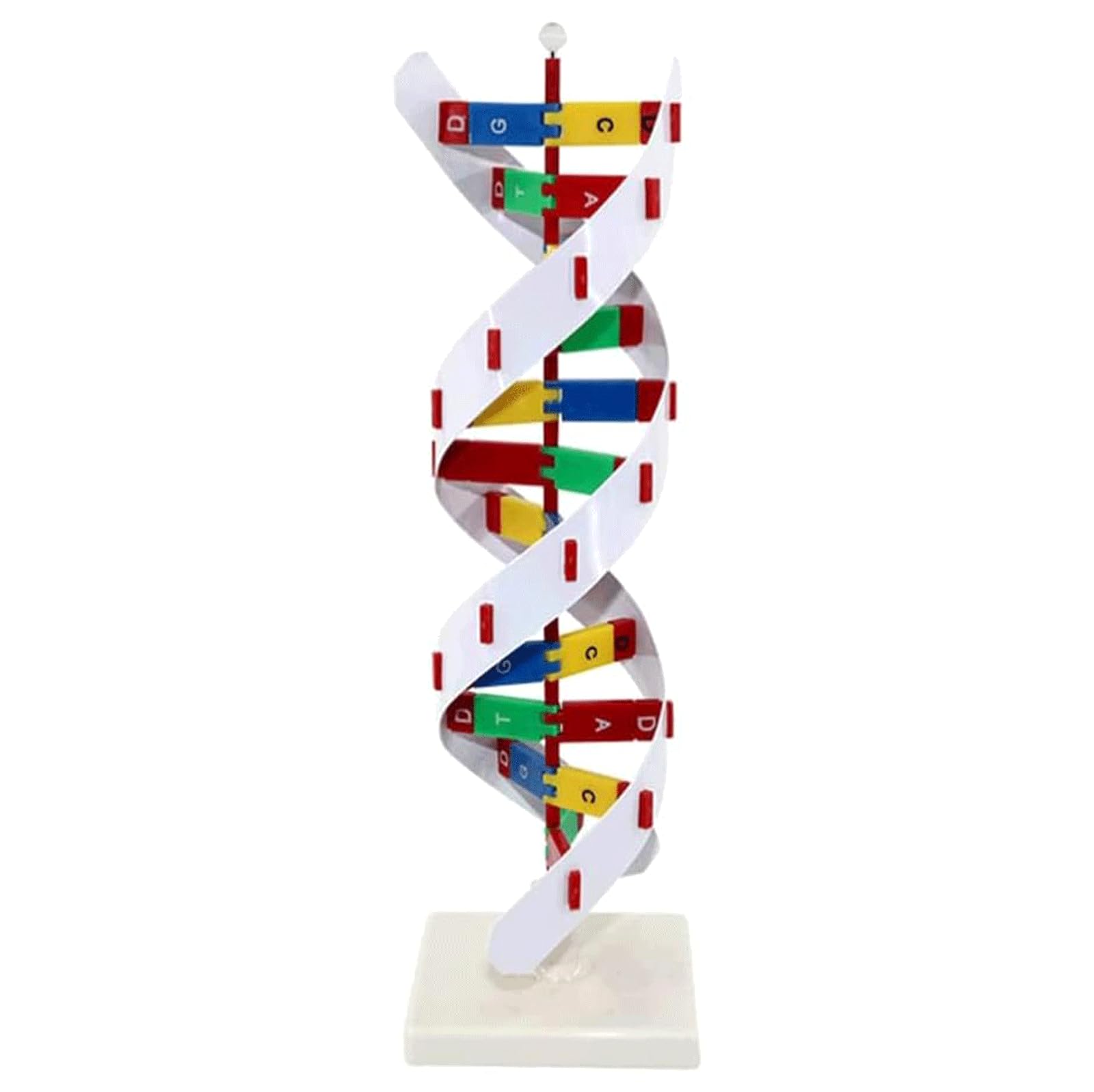 DNA Double Helix Model Protein Synthesis Demonstration Model Human Biological Organ Model for Course Reference