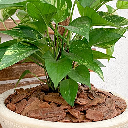 Casca De Pinus Polida P/ Decoração De Vasos De Planta 1,5kg