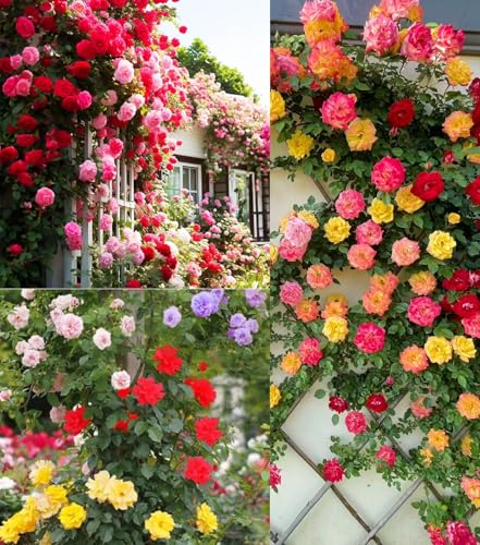 100+ Mix Climbing Rose Seeds for Planting Outdoors