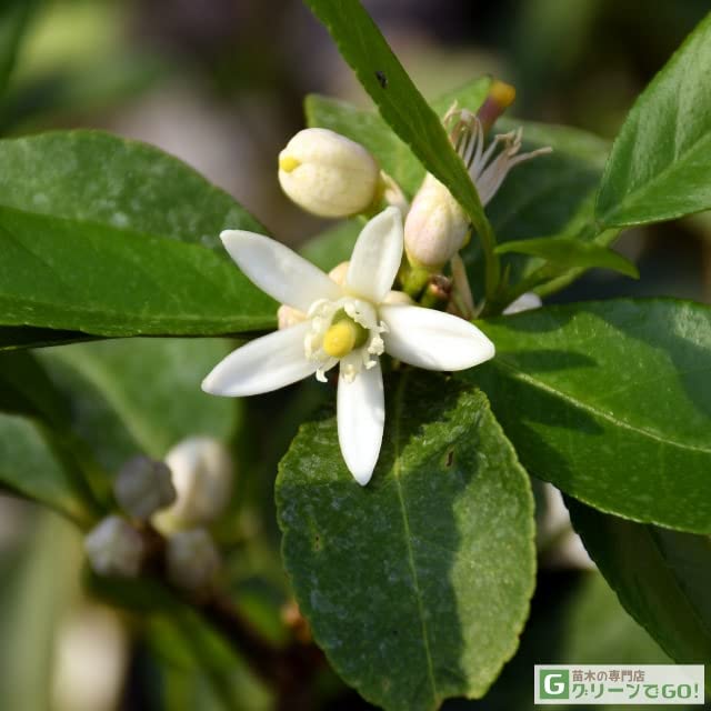 フレーバーグリーン1本、ライムクワット1本 フレーバーグリーン1本、ライムクワット1本 フレーバーグリーン1