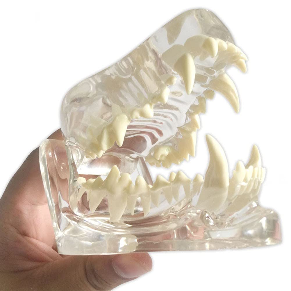 Buy KUUY Dog Teeth Anatomical Clear Canine Dental Model Skullmodel