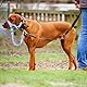 Ezierfy Hundehalfter, bedrucktes No-Pull-Halfter, verstellbares Hundehalfter Mit Gepolstertem Stoff,Verstellbar Und Ziehen verhindert Maulkorbleine (Groß, Flamingo blau)