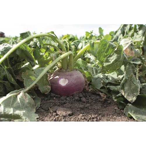 Brassica Blend For Deer