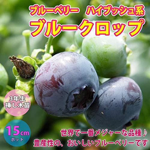 ブルーベリーの栽培方法と育て方 苗木の植え方 地植えのコツや時期をご紹介 暮らし の ブルーベリーの栽培方法と育て方 苗木の植え方 地植えのコツや時期をご紹介 暮らし の