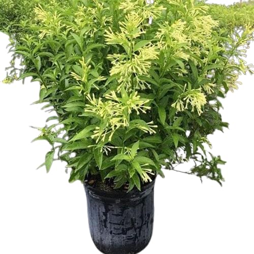 TENDER LEAVES Raat ki Rani | Hasnahana | Night blooming jasmine flower plant | Hasnuhana Plant |Night Blooming Jasmine White (Cestrum nocturnum) Flowering Live Plant In Grow-Bag. (B0D1NG468D) Amazon Price History, Amazon Price Tracker