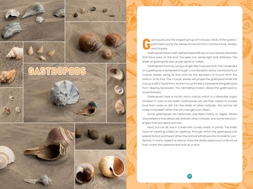 Seashells of the Jersey Shore: Identify and Learn about the Shells You Find on the Beach (Identify and Learn About Seashells, 1) - Image 7