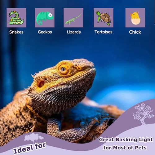 Image of 60W Reptile Night Light Bulb - Simulated Moonlight UVA Heat Lamp, Purple Basking Light for Bearded Dragons, Lizards, Snakes, Chameleons, Amphibians - 2-Pack (3.2 inch Diameter)