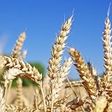 WeizenSamen(GetreideSamen),hochbeete für garten,für draußenSamen,winterhartefür gartenSamen,geschenke für gartenliebhaber topf 500pcs