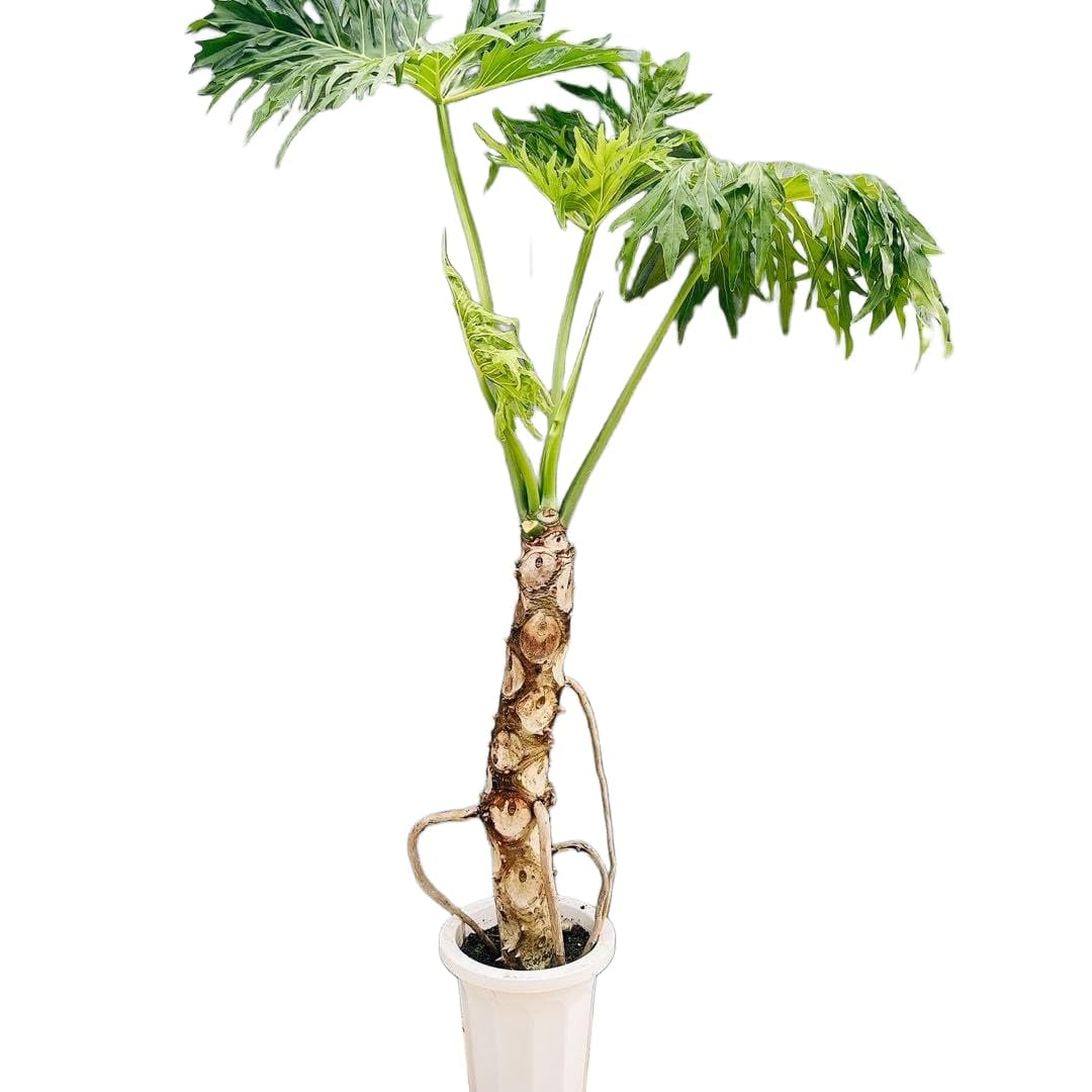 Amazon.co.jp: フィロデンドロン セローム 幹上がり 8号 観葉植物 室内