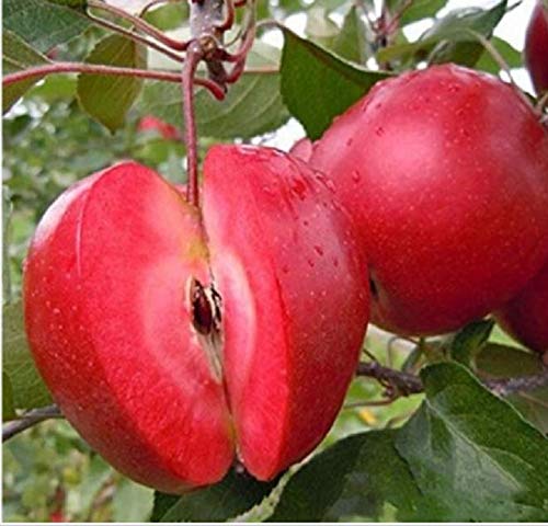 PLAT FIRM Germination Seeds: 50 Pcs/Pack Red-Fleshed Apple Seeds Redlove Apple Fruit Tree Seed Garden Plantin