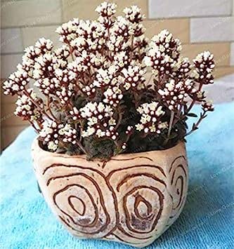 . Crassula Bonsai Pietra Grezza Cactus Bonsai Esotici Bonsai Rare 100 PCS carnoso De Flores Bonsai piccole piante per giardino: MIX: Only Seeds - Afbeelding 3