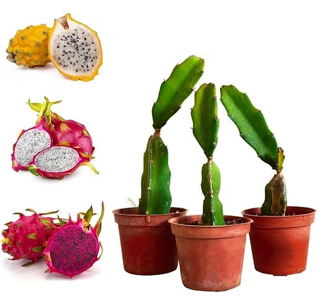 Dragon Fruit Plant Combo Pack of 3 - All Three Color Varieties | Natural Air Purification, Hybrid Variety, Indoor Plant, Live Plant-picture-24