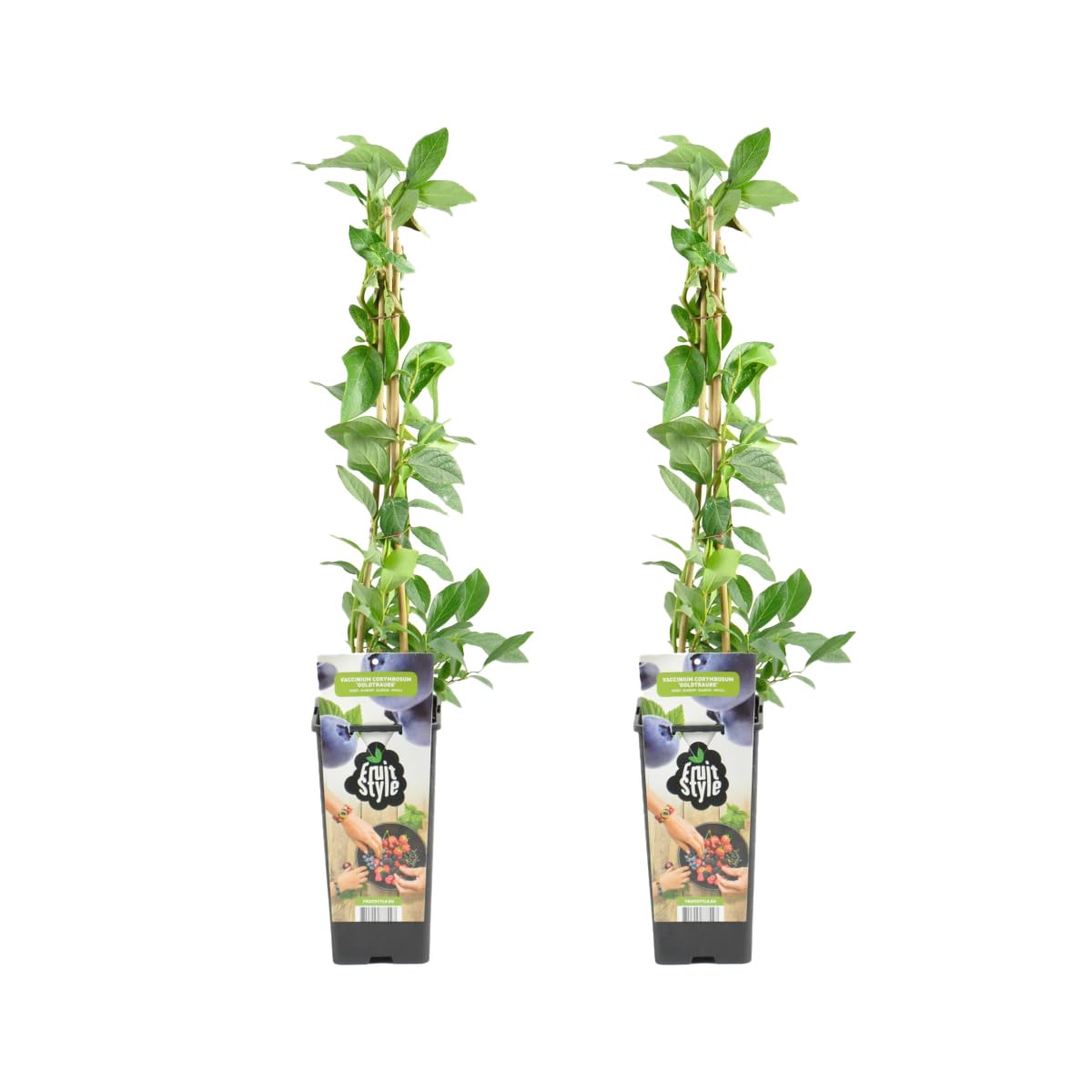 Bloomique - Set de 2 - Vaccinium corymbosum ‘Goldtraube’ - Arándano - Planta frutal - Resistente al frío - 50-70 cm - Maceta 15 cm