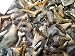 Fossil Shark Teeth Grab Bag, 60-70